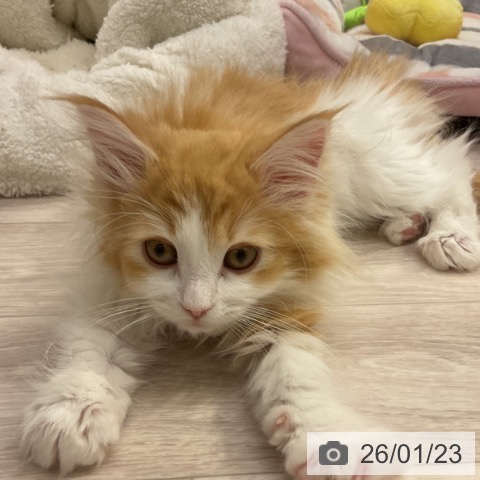 ノルウェージャンフォレストキャットの写真