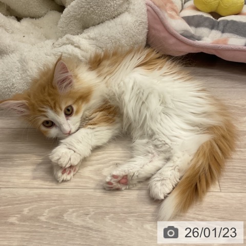 ノルウェージャンフォレストキャットの写真