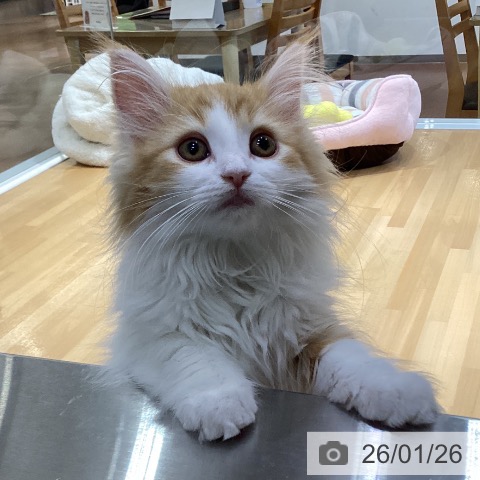 ノルウェージャンフォレストキャットの写真