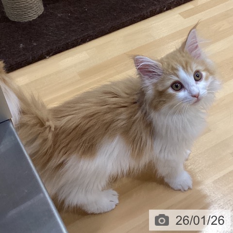 ノルウェージャンフォレストキャットの写真