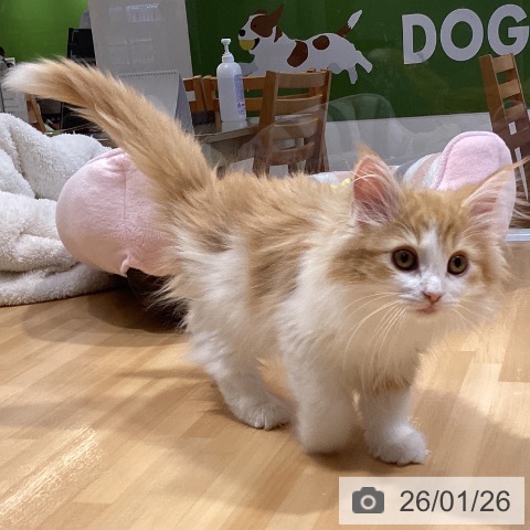 ノルウェージャンフォレストキャットの写真