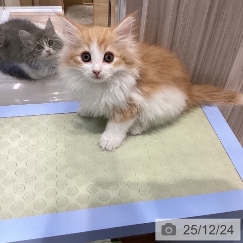 愛知県のノルウェージャンフォレストキャット (ペットプラス ナゴヤドーム前店/2025年10月19日生まれ/女の子/レッドタビーホワイト)の子猫の4枚目の画像