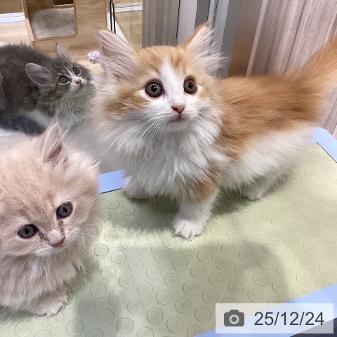 愛知県のノルウェージャンフォレストキャット (ペットプラス ナゴヤドーム前店/2025年10月19日生まれ/女の子/レッドタビーホワイト)の子猫の3枚目の画像