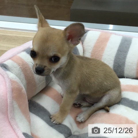 愛知県のチワワ(ロング) (ペットプラス 千音寺店/2025年10月14日生まれ/男の子/フォーン)の子犬の4枚目の画像