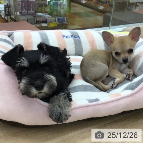 愛知県のチワワ(ロング) (ペットプラス 千音寺店/2025年10月14日生まれ/男の子/フォーン)の子犬の3枚目の画像