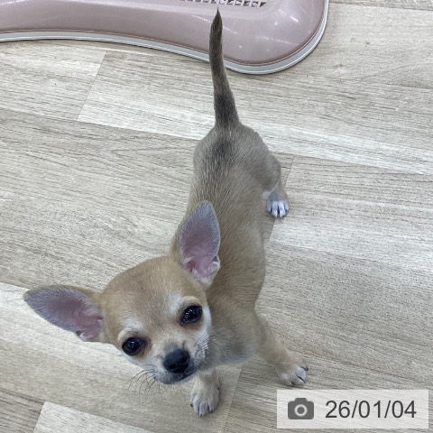 愛知県のチワワ(ロング) (ペットプラス 千音寺店/2025年10月14日生まれ/男の子/フォーン)の子犬の3枚目の画像