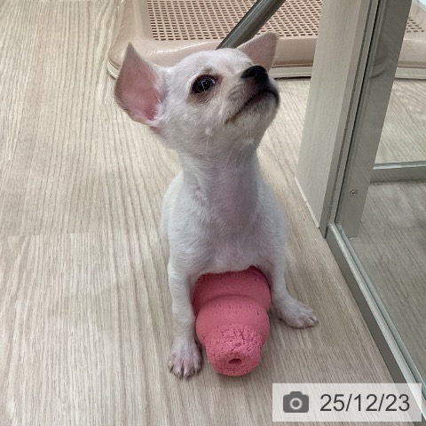 愛知県のチワワ(ロング) (ペットプラス 豊田店/2025年10月14日生まれ/男の子/クリーム)の子犬の3枚目の画像