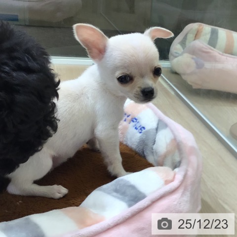 富山県のチワワ(ロング) (ペットプラス 高岡店/2025年10月14日生まれ/男の子/クリーム)の子犬の4枚目の画像