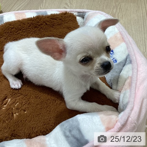 富山県のチワワ(ロング) (ペットプラス 高岡店/2025年10月14日生まれ/男の子/クリーム)の子犬の3枚目の画像