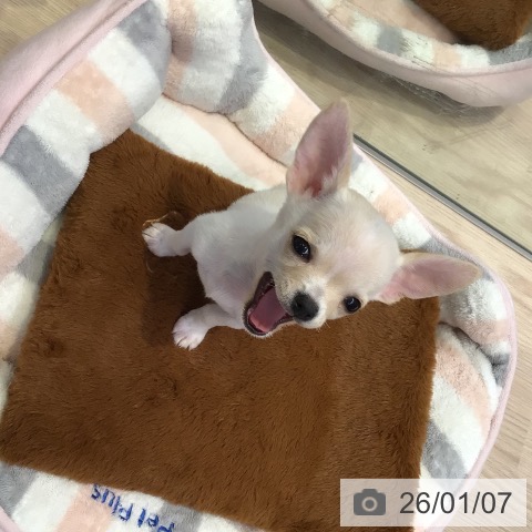 千葉県のチワワ(ロング) (ペットプラス 幕張新都心店/2025年10月14日生まれ/男の子/クリーム)の子犬の3枚目の画像