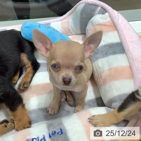石川県のチワワ(ロング) (ペットプラス 新小松店/2025年10月14日生まれ/女の子/チョコレートフォーン)の子犬の4枚目の画像