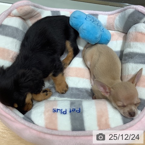 石川県のチワワ(ロング) (ペットプラス 新小松店/2025年10月14日生まれ/女の子/チョコレートフォーン)の子犬の3枚目の画像