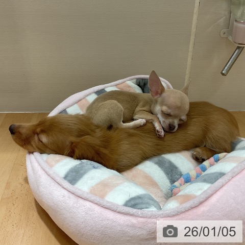 石川県のチワワ(ロング) (ペットプラス 新小松店/2025年10月14日生まれ/女の子/チョコレートフォーン)の子犬の4枚目の画像