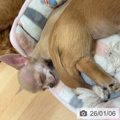 石川県のチワワ(ロング) (ペットプラス 新小松店/2025年10月14日生まれ/女の子/チョコレートフォーン)の子犬の3枚目の画像