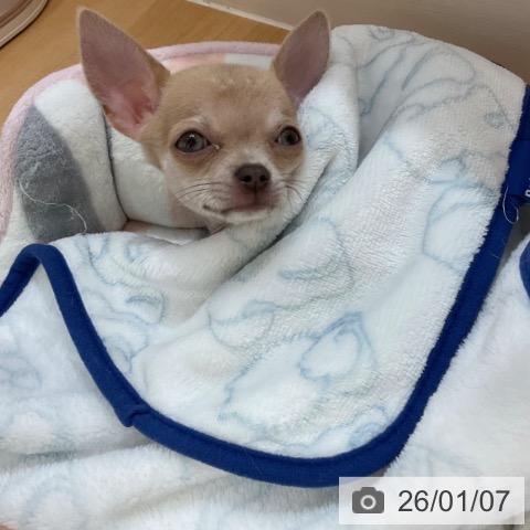 石川県のチワワ(ロング) (ペットプラス 新小松店/2025年10月14日生まれ/女の子/チョコレートフォーン)の子犬の3枚目の画像