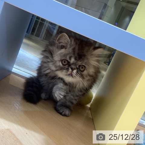 エキゾチックの写真