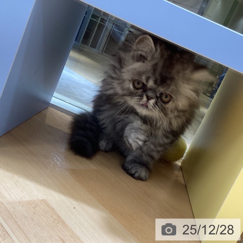 エキゾチックの写真