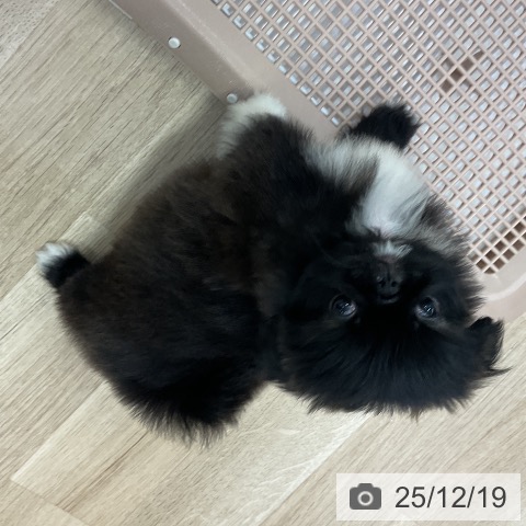 ペキニーズの写真