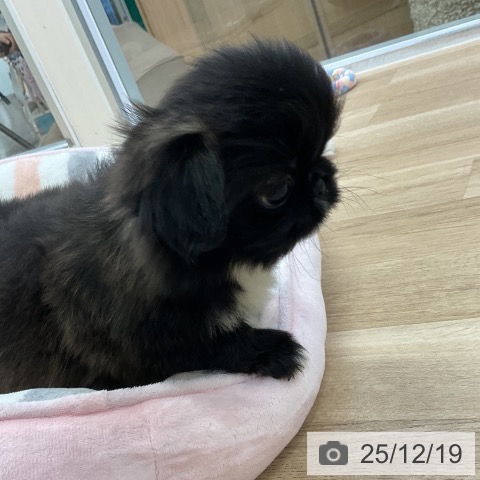 ペキニーズの写真