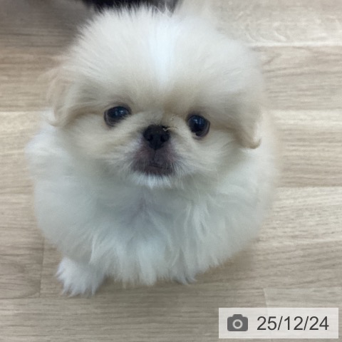 愛知県のペキニーズ (ペットプラス みなと店/2025年10月19日生まれ/女の子/クリーム)の子犬の4枚目の画像