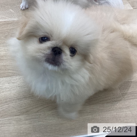 愛知県のペキニーズ (ペットプラス みなと店/2025年10月19日生まれ/女の子/クリーム)の子犬の3枚目の画像