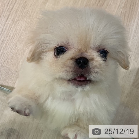 ペキニーズの写真