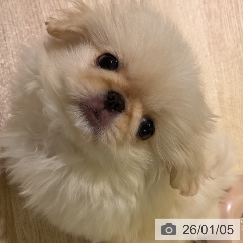 愛知県のペキニーズ (ペットプラス 岡崎店/2025年10月19日生まれ/女の子/クリーム)の子犬の3枚目の画像