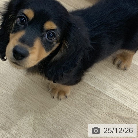 ミニチュア・ダックスフンドの写真