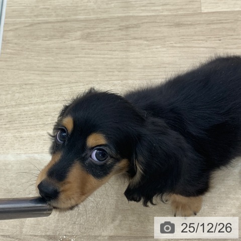 ミニチュア・ダックスフンドの写真