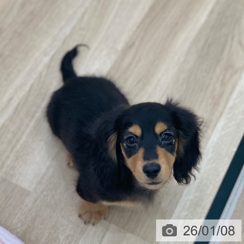 岐阜県のミニチュアダックスフンド(ロング) (ペットプラス 光ケ丘店/2025年10月18日生まれ/男の子/ブラックタン)の子犬の3枚目の画像