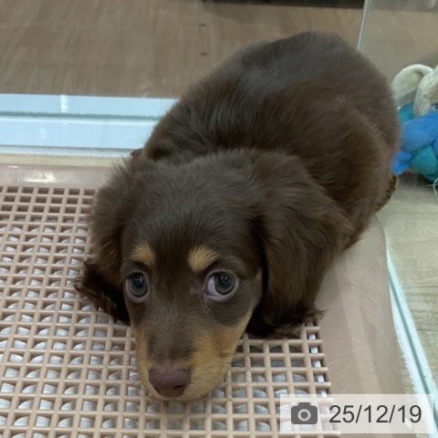 ミニチュア・ダックスフンドの写真