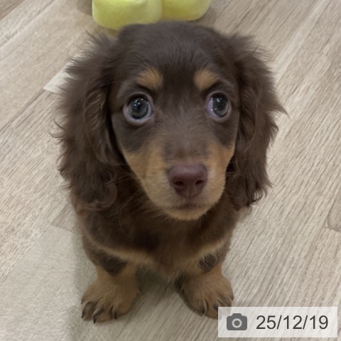 ミニチュア・ダックスフンドの写真