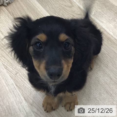 ミニチュア・ダックスフンドの写真