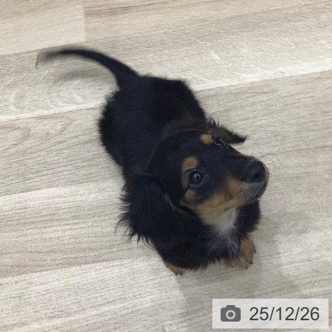 ミニチュア・ダックスフンドの写真