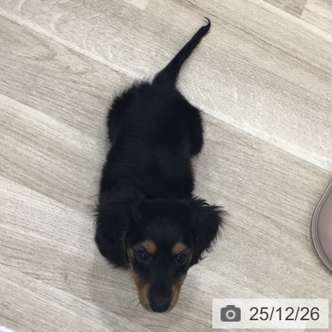 ミニチュア・ダックスフンドの写真