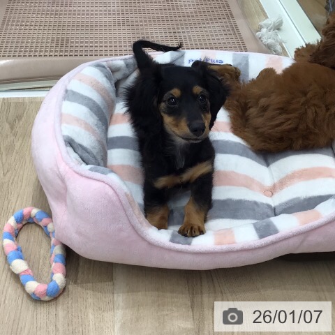 ミニチュア・ダックスフンドの写真