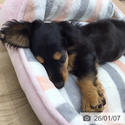 ミニチュア・ダックスフンドの写真