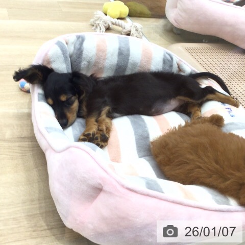 ミニチュア・ダックスフンドの写真