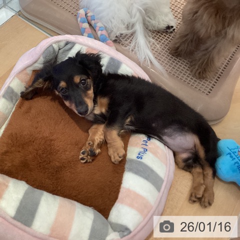 ミニチュア・ダックスフンドの写真