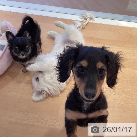 ミニチュア・ダックスフンドの写真