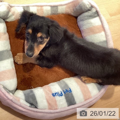 ミニチュア・ダックスフンドの写真