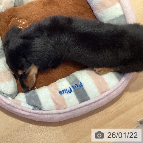 ミニチュア・ダックスフンドの写真