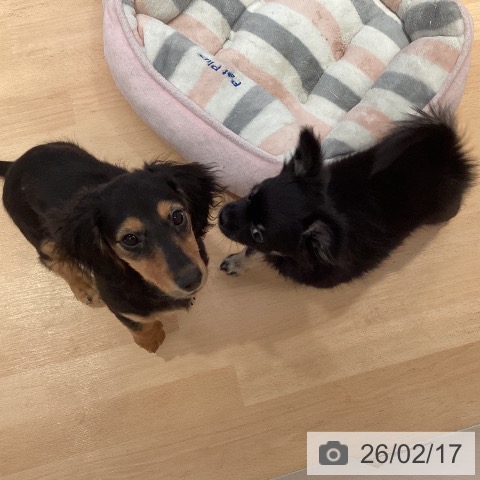 ミニチュア・ダックスフンドの写真