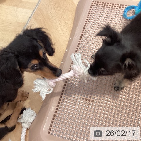 ミニチュア・ダックスフンドの写真