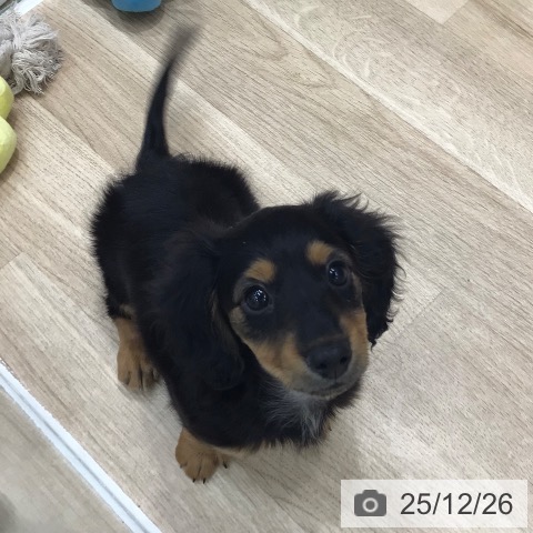 岐阜県のミニチュアダックスフンド(ロング) (ペットプラス 各務原店/2025年10月18日生まれ/女の子/ブラックタン)の子犬の3枚目の画像