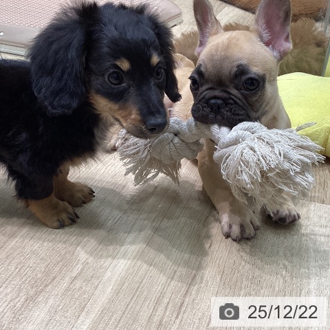 愛知県のミニチュアダックスフンド(ロング) (ペットプラス 則武新町店/2025年10月18日生まれ/女の子/ブラックタン)の子犬の3枚目の画像