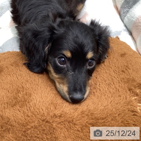 愛知県のミニチュアダックスフンド(ロング) (ペットプラス 則武新町店/2025年10月18日生まれ/女の子/ブラックタン)の子犬の3枚目の画像