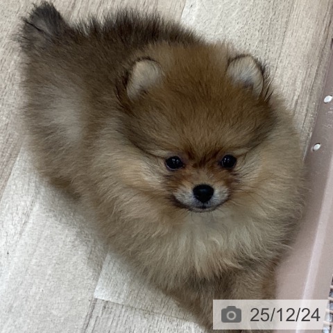 ポメラニアンの写真