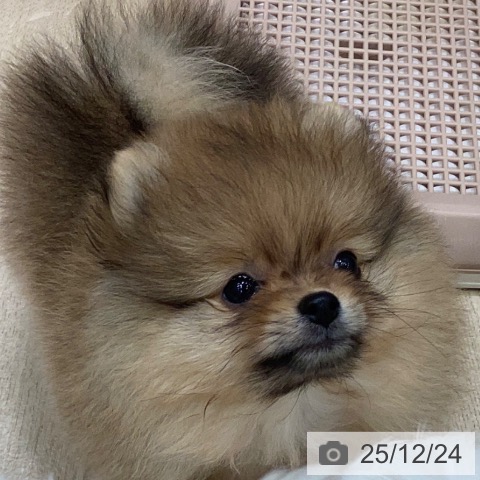 ポメラニアンの写真