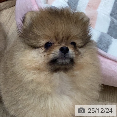ポメラニアンの写真